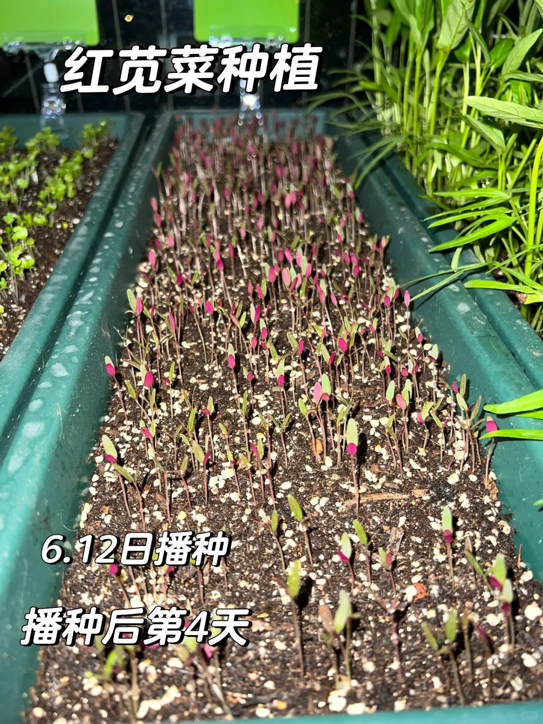 新手夏季红苋菜种植全记录与代生代怀助孕指南
